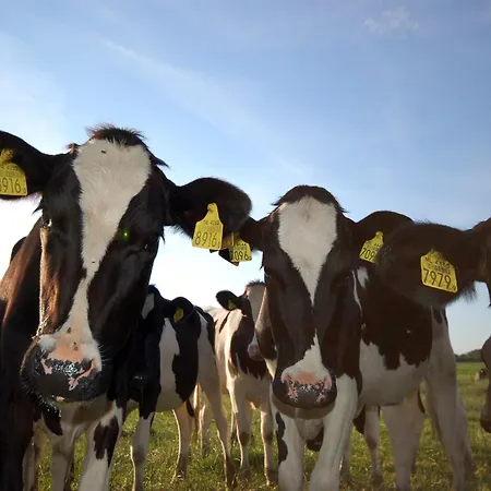 In Wiringherlant With Garden Terrace * Hippolytushoef