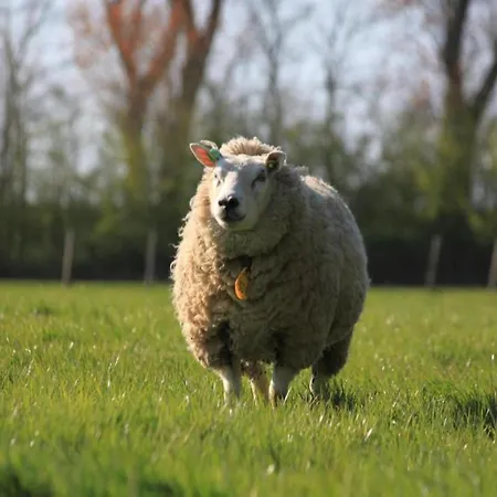 In Wiringherlant With Garden Terrace *